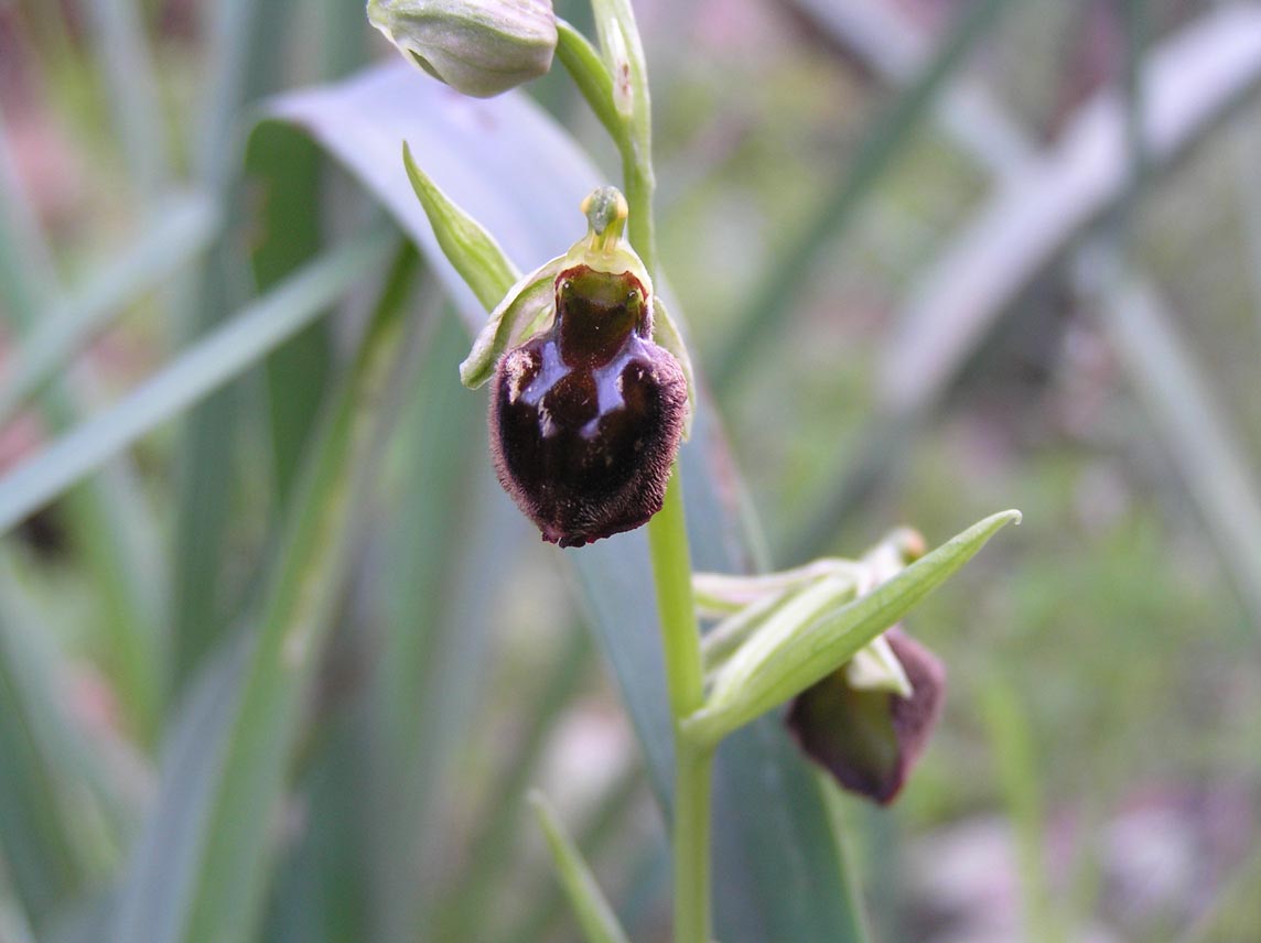 Ibridi: Ophrys tarentina x ......